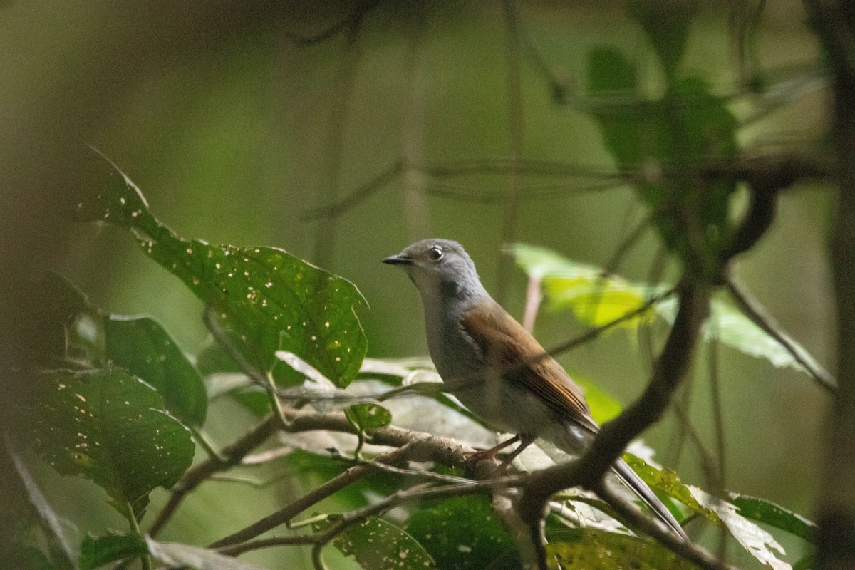 Brown-backed Solitaire - ML642235562