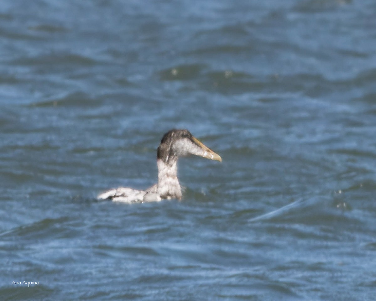 Common Eider - ML642235574