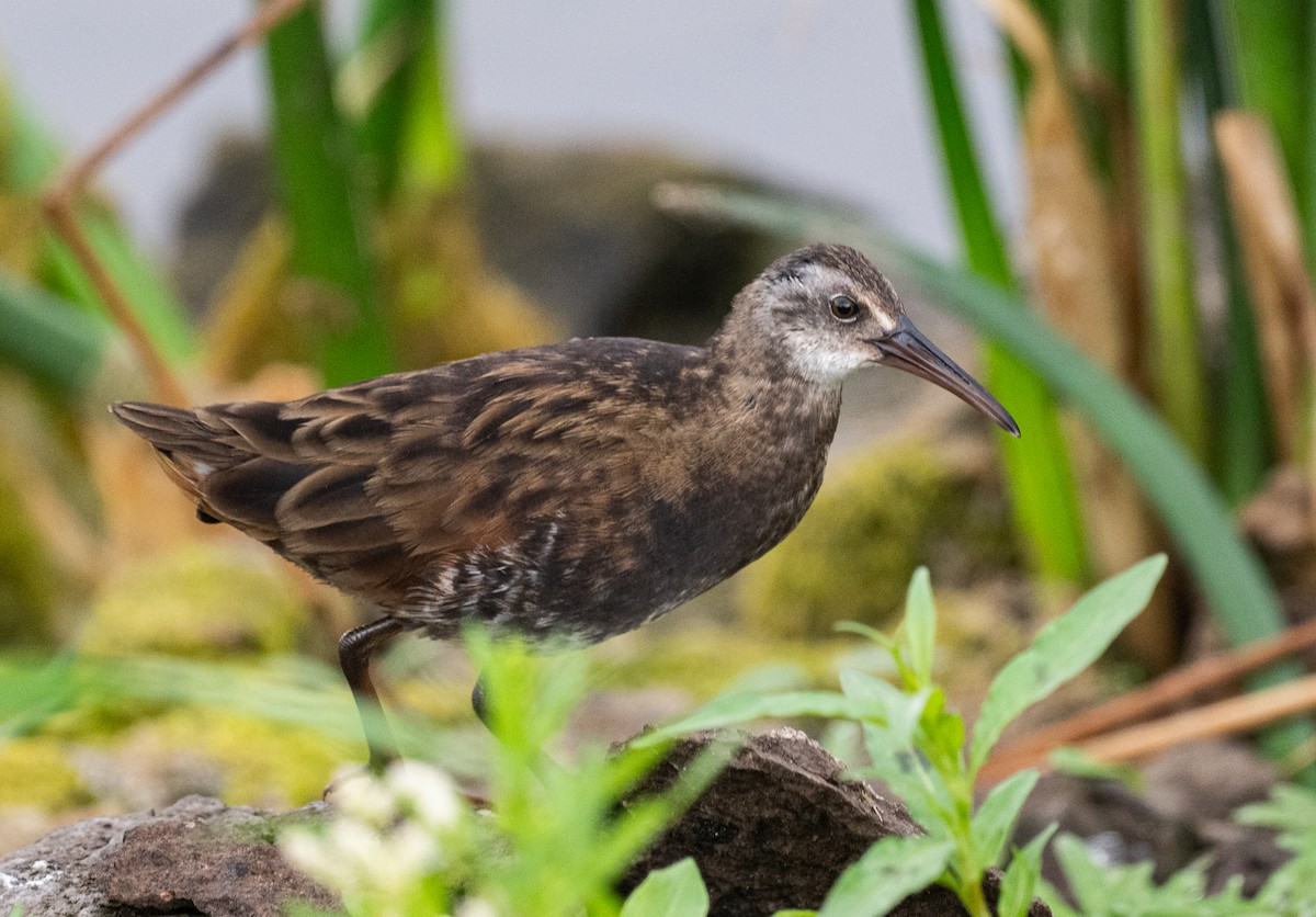 Virginia Rail - ML642235585