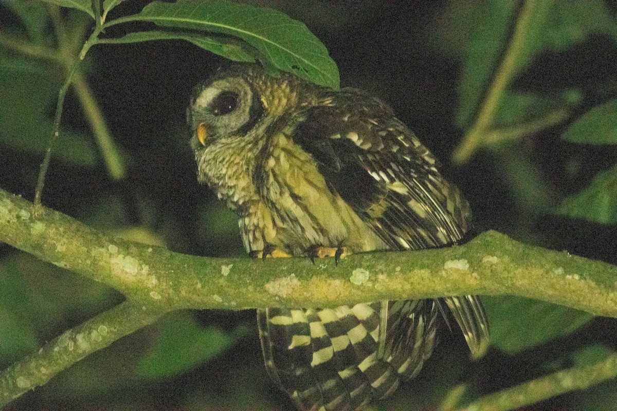 Fulvous Owl - ML642235595