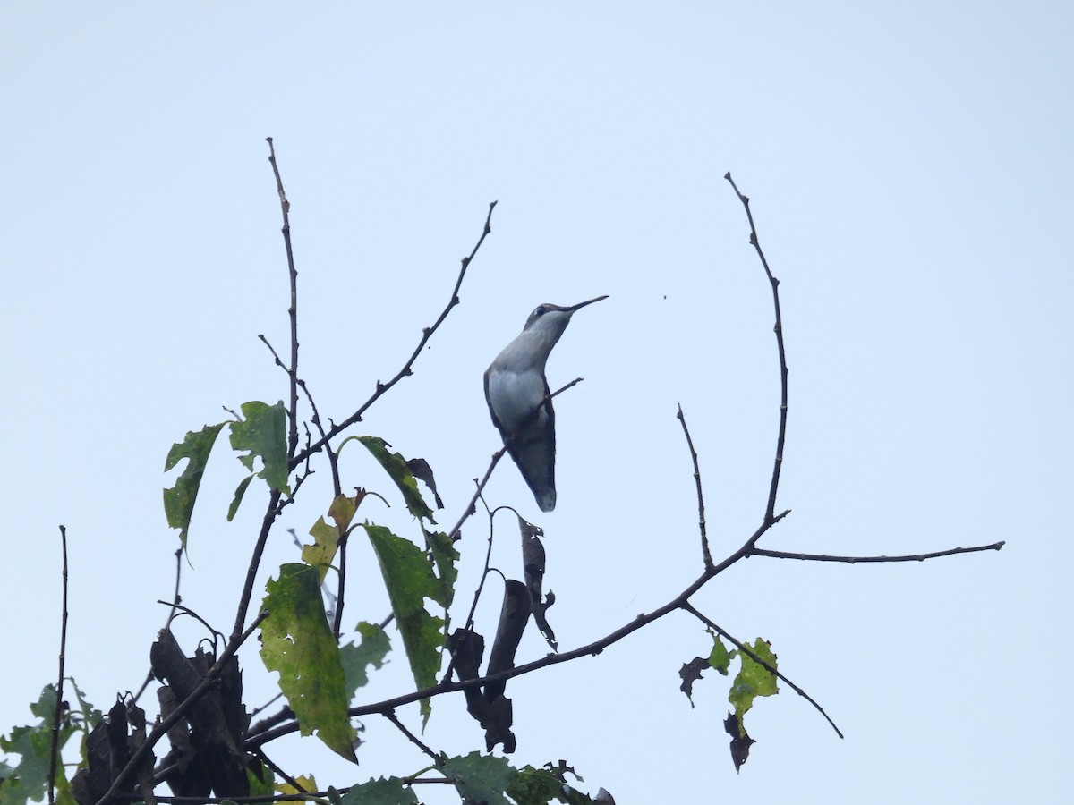 Ruby-throated Hummingbird - ML642235611