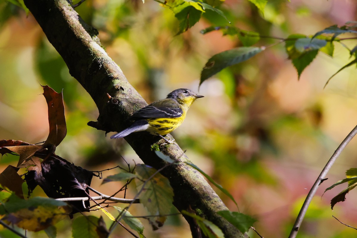 Magnolia Warbler - ML642235623
