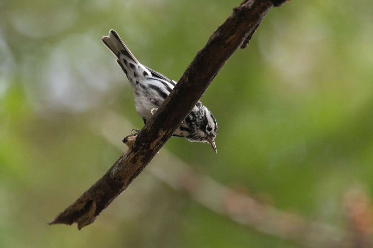 Black-and-white Warbler - ML642235624
