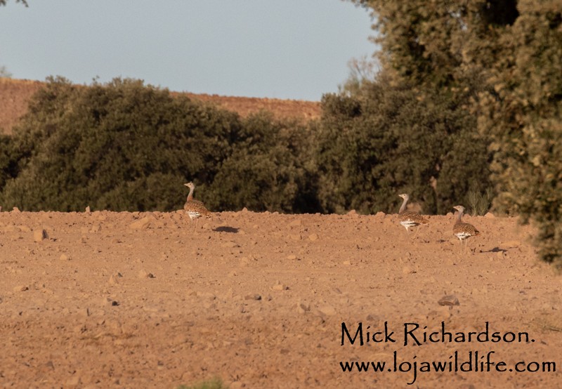 Great Bustard - ML642235634