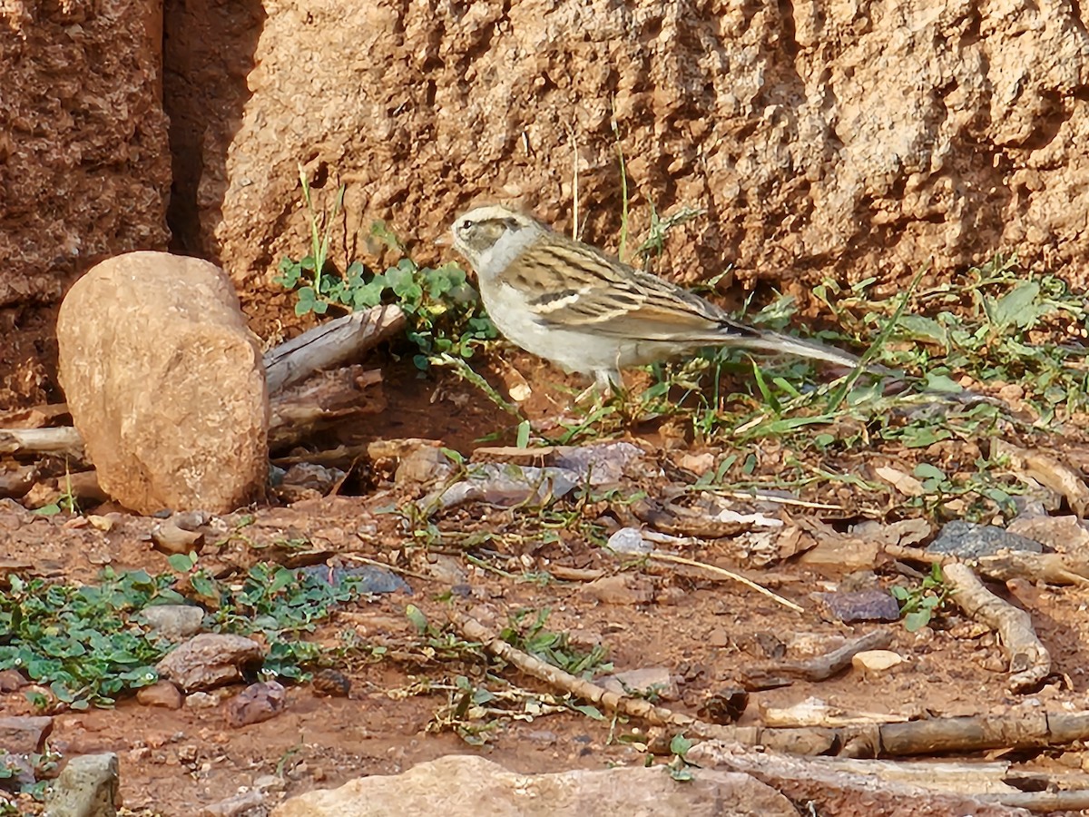 Chipping Sparrow - ML642235639