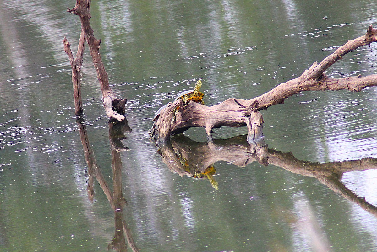 Western Painted Turtle - ML642235678