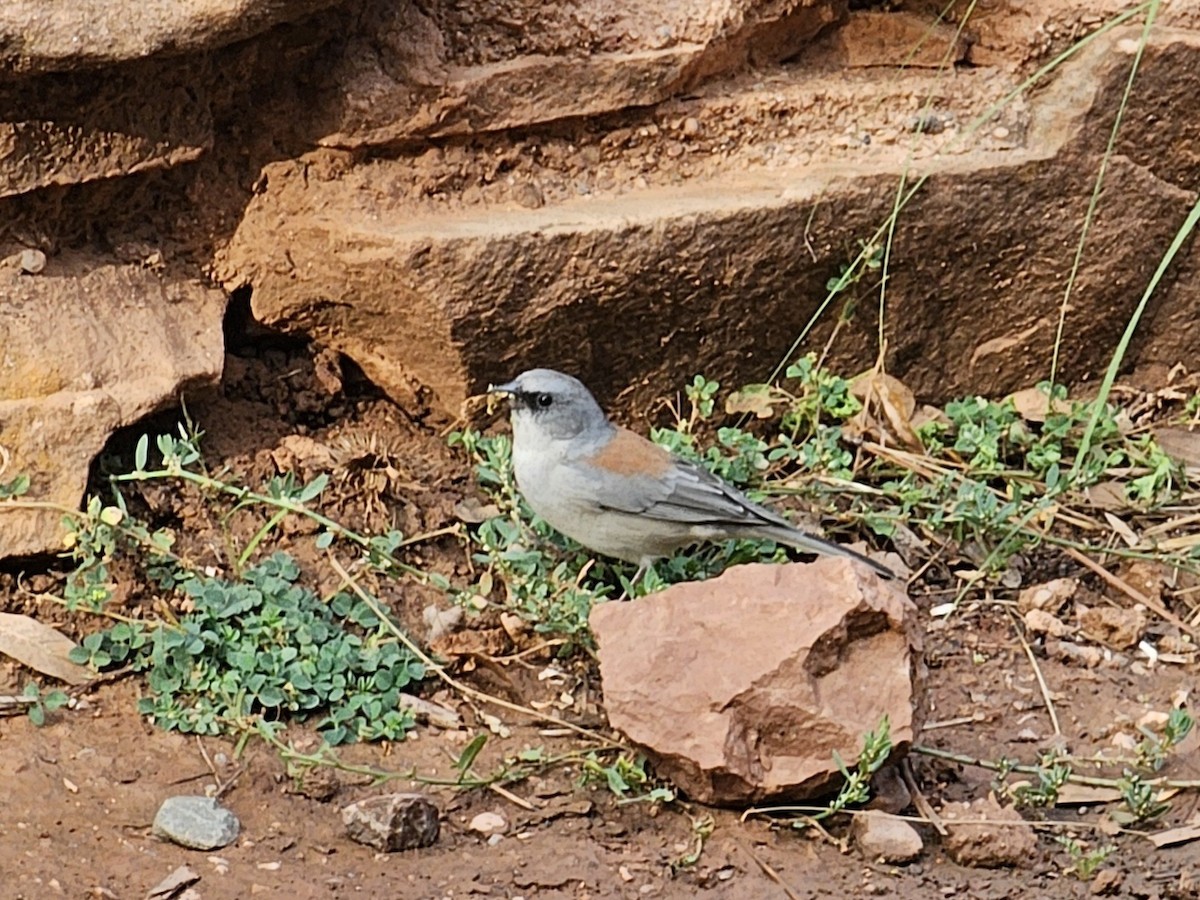 Dark-eyed Junco (Red-backed) - ML642235683