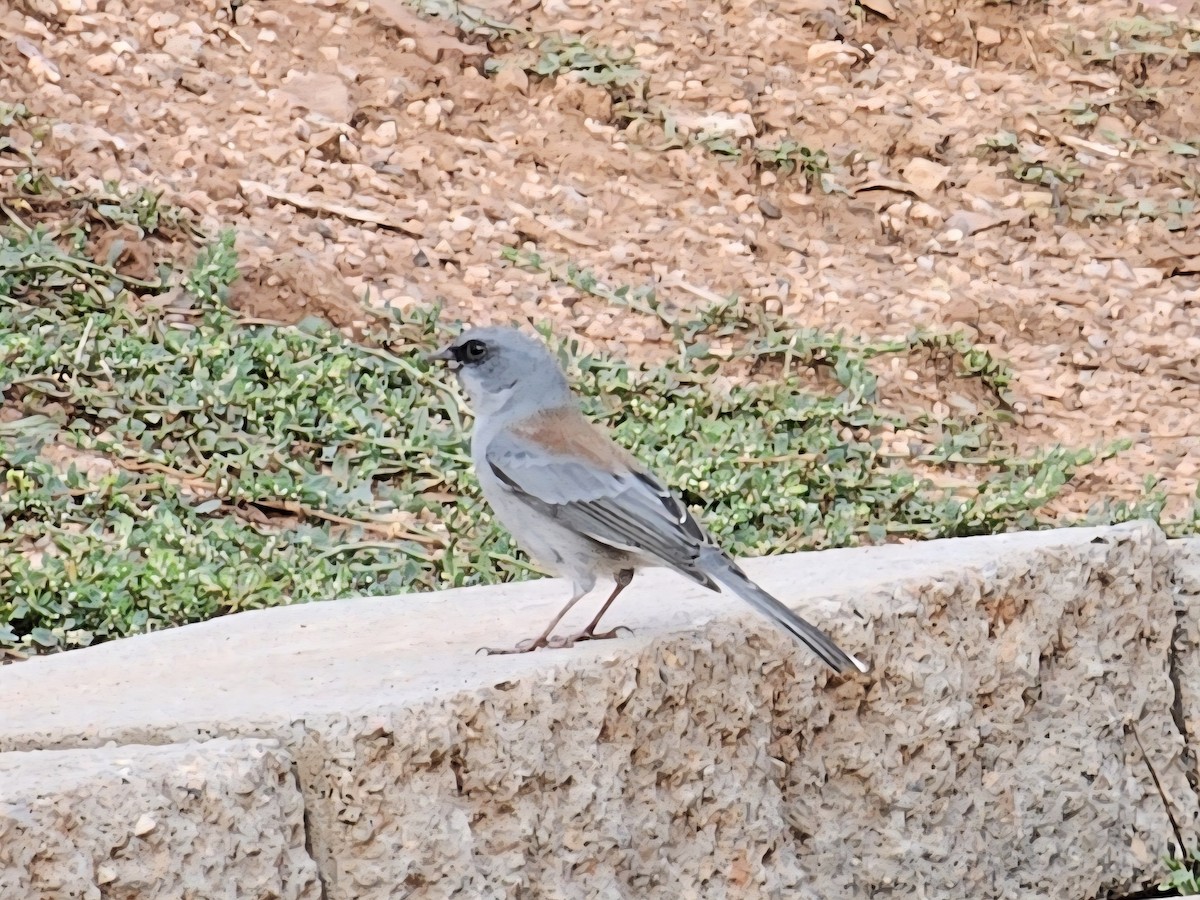 Dark-eyed Junco (Red-backed) - ML642235684