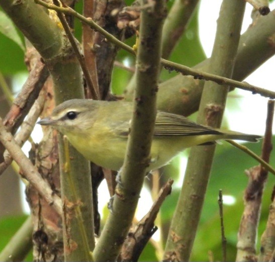 Philadelphia Vireo - ML642235690