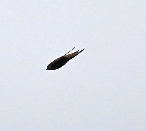 Dusky Crag-Martin - ML642235698
