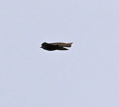 Dusky Crag-Martin - ML642235699