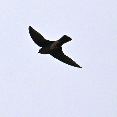 Dusky Crag-Martin - ML642235700
