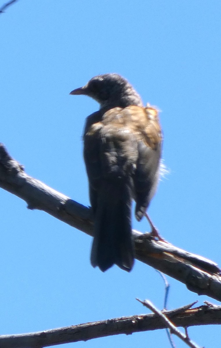 Rufous-backed Robin - ML642235717