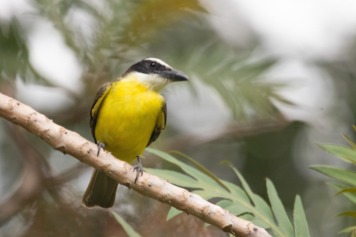 Boat-billed Flycatcher - ML642235726