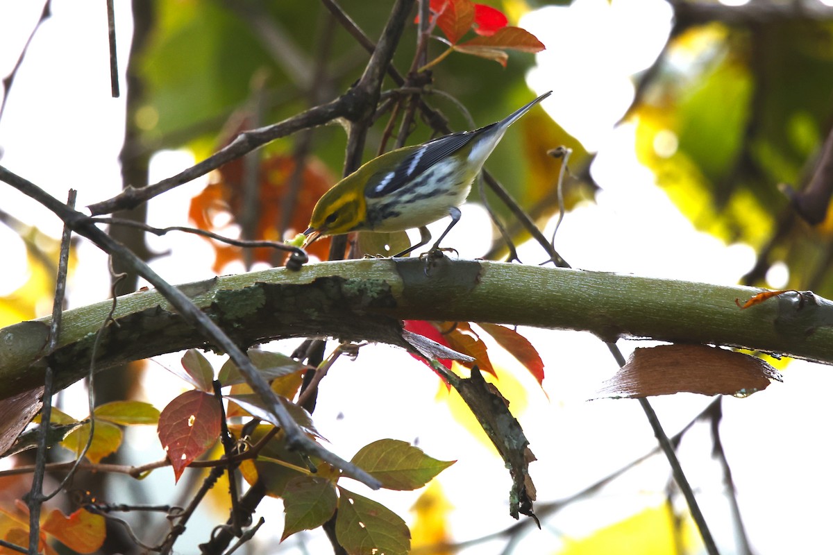 Black-throated Green Warbler - ML642235746