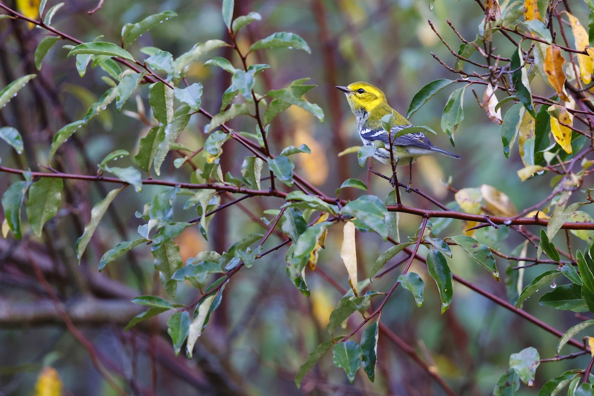 Black-throated Green Warbler - ML642235747