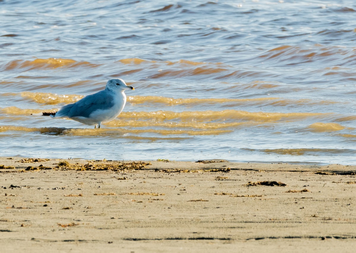 Ring-billed Gull - ML642235748
