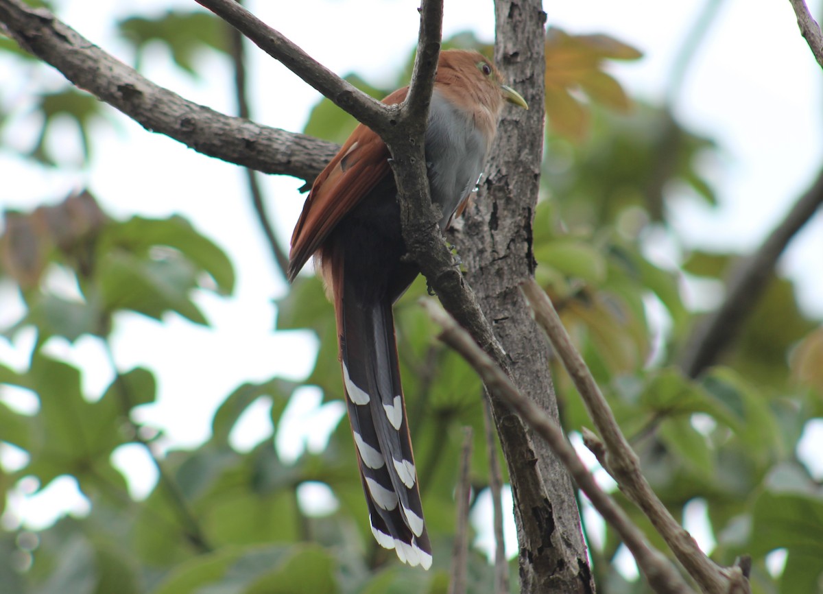 Common Squirrel-Cuckoo - ML642235749