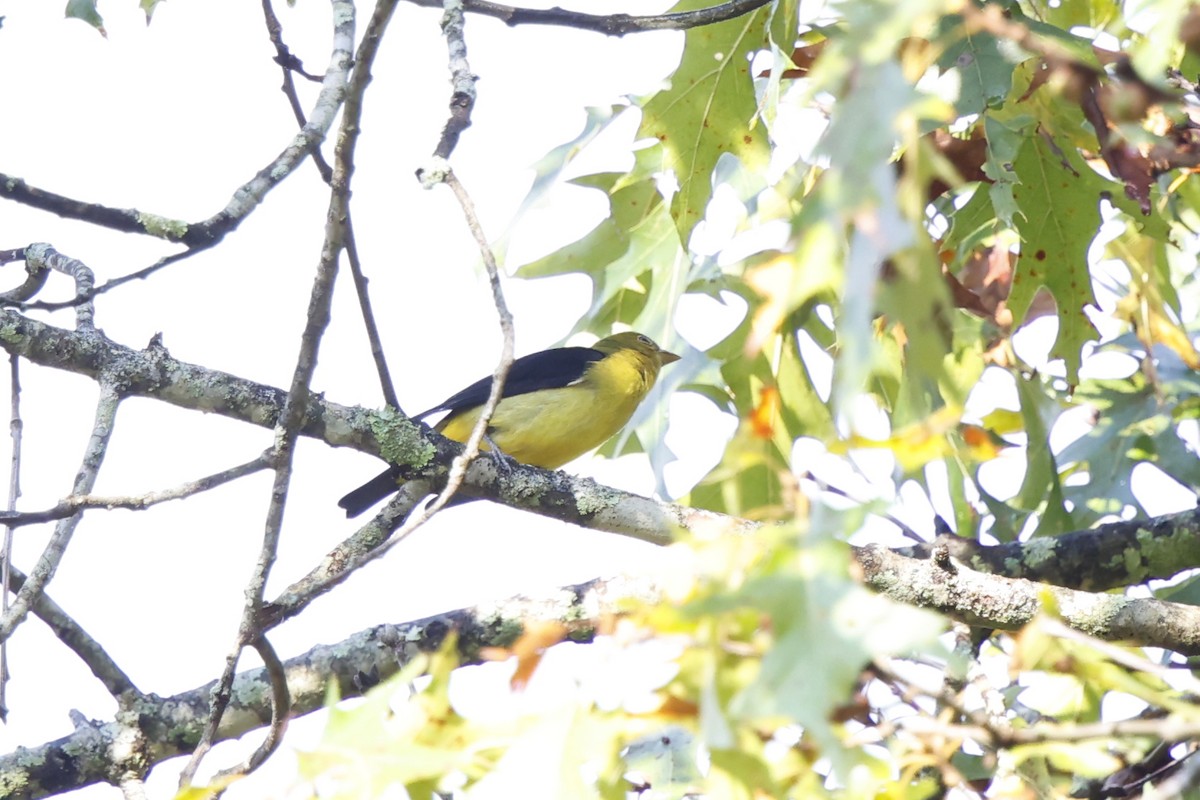 Scarlet Tanager - ML642235757