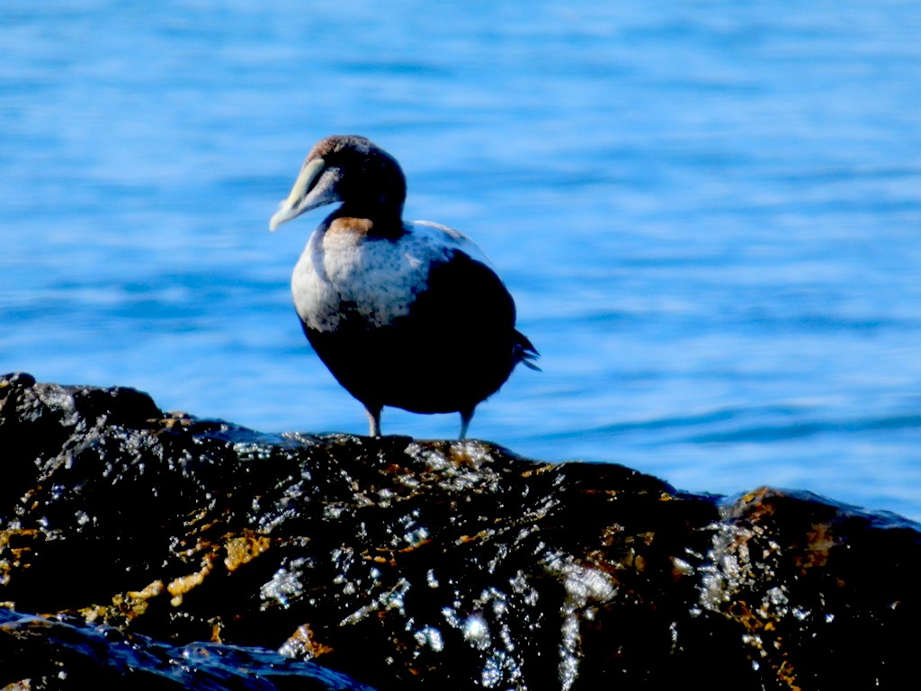 Common Eider - ML642235776