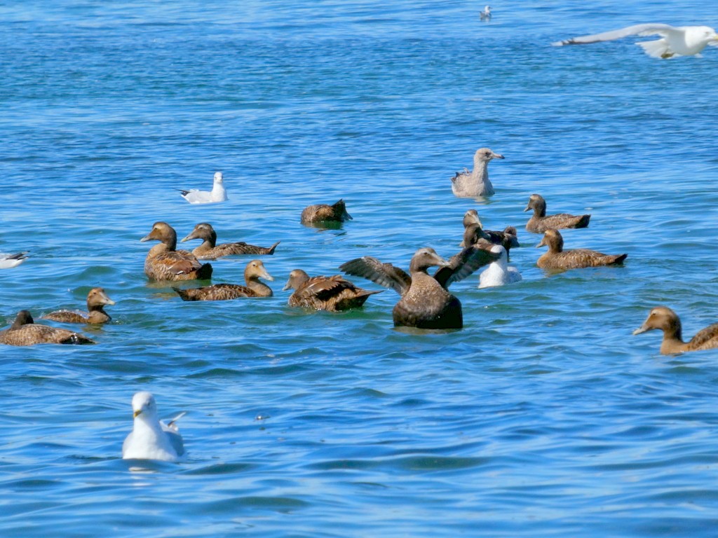 Common Eider - ML642235777