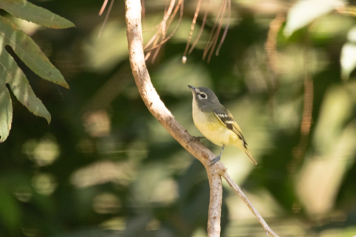Blue-headed Vireo - ML642235784