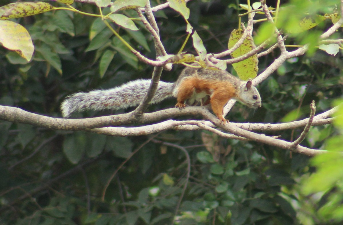 Variegated Squirrel - ML642235807