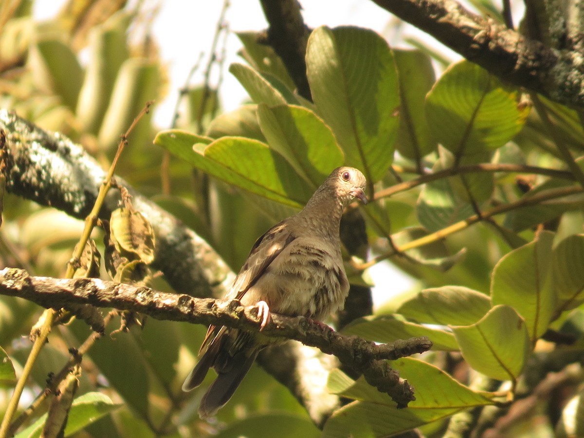 Common Ground Dove - ML642235831