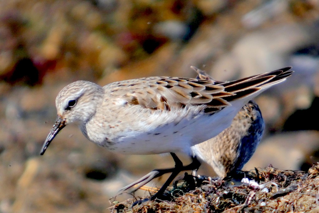 White-rumped Sandpiper - ML642235882