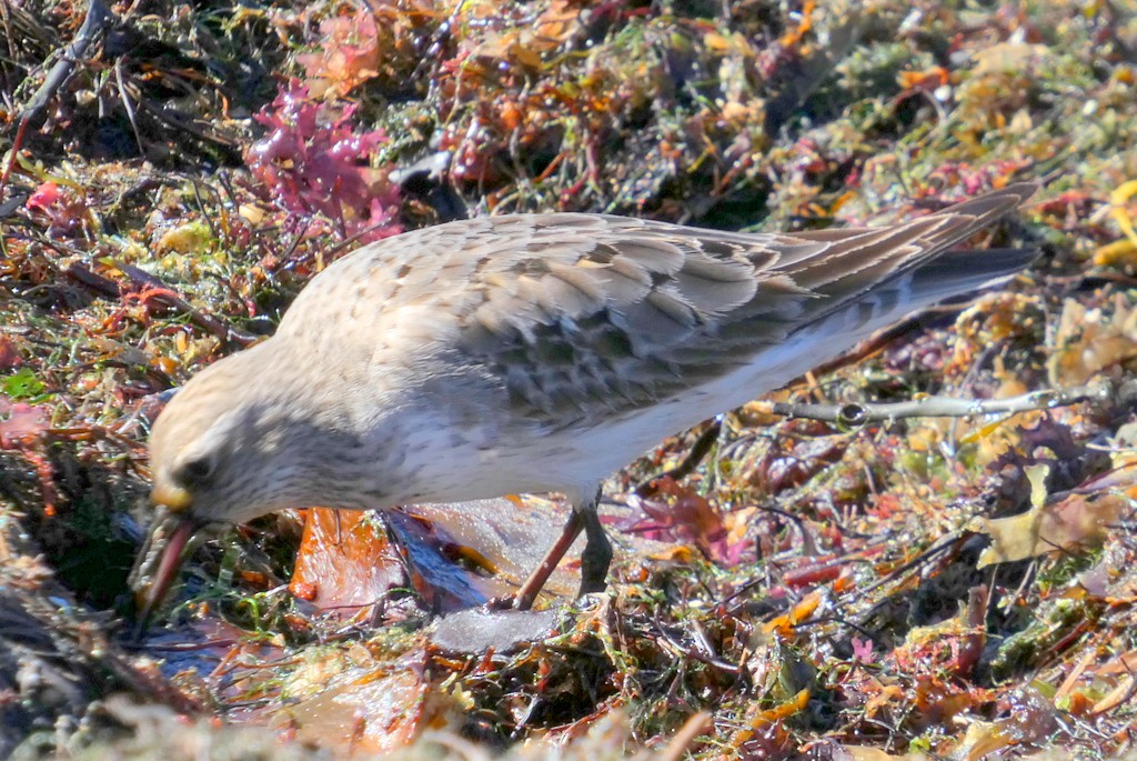 White-rumped Sandpiper - ML642235883