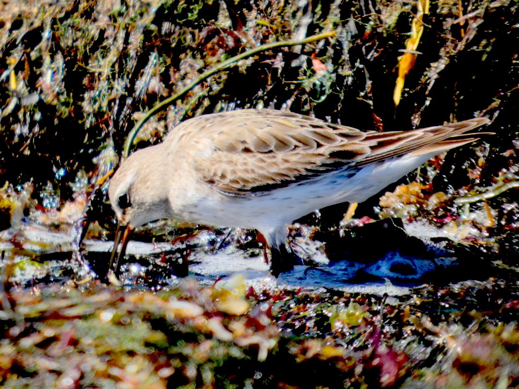 White-rumped Sandpiper - ML642235884