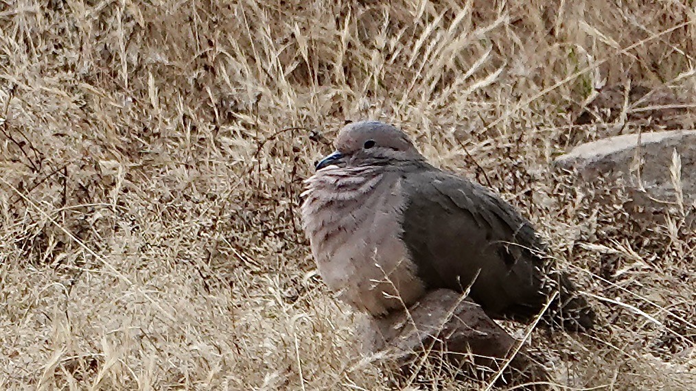 Eared Dove - ML642235895