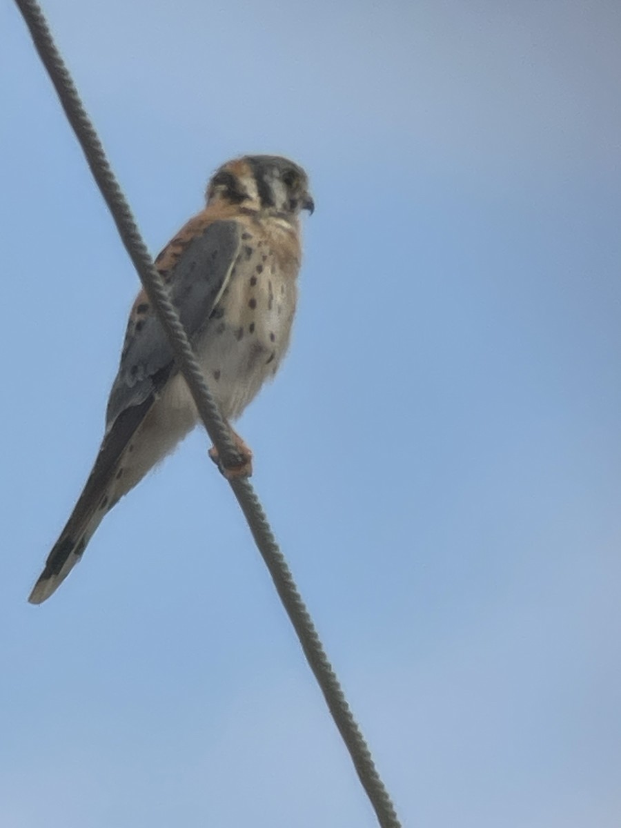 American Kestrel - ML642235898