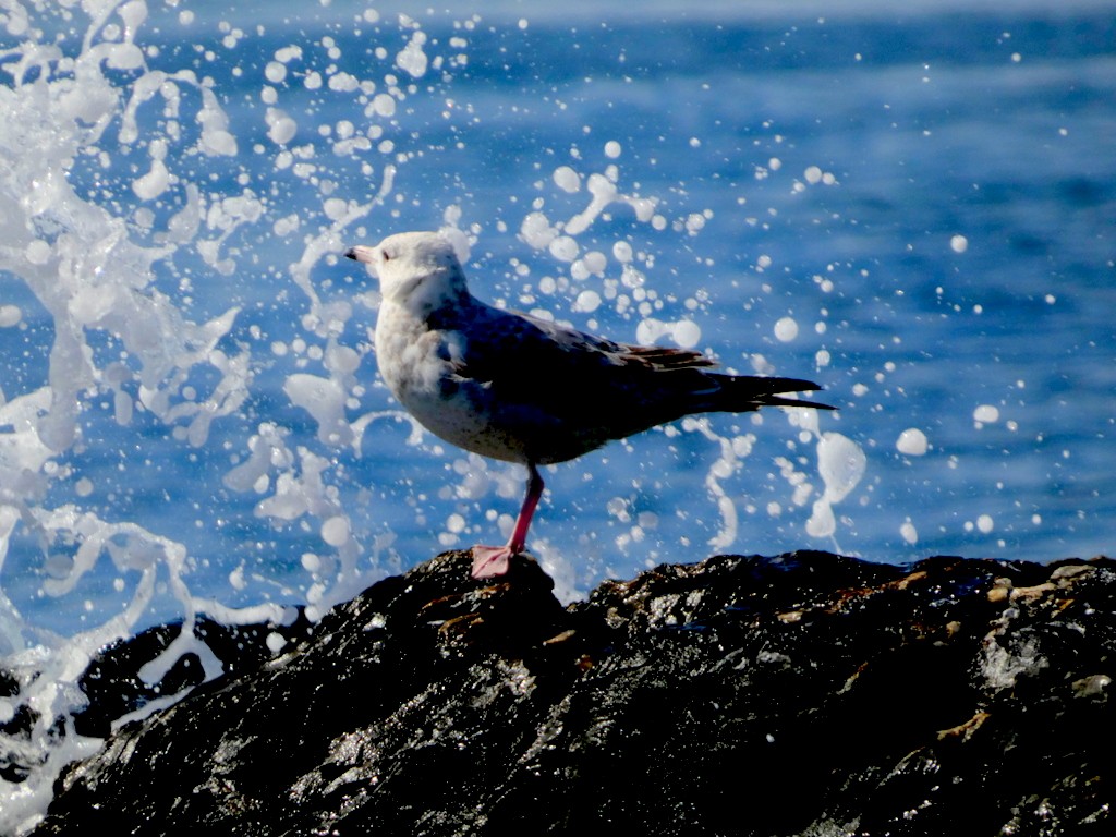 Ring-billed Gull - ML642235948