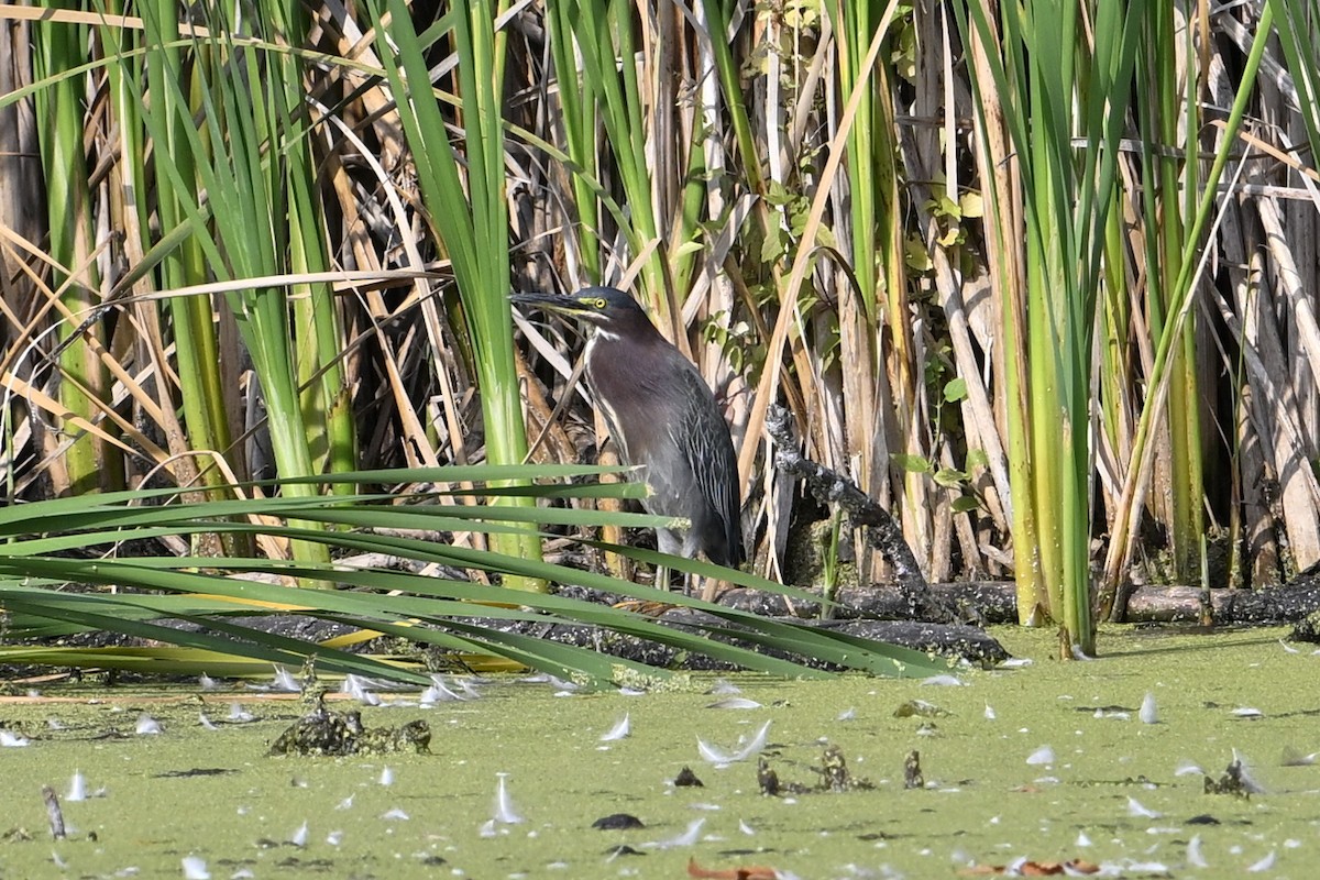 Green Heron - ML642235955