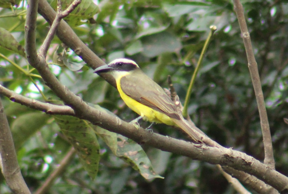Boat-billed Flycatcher - ML642235980
