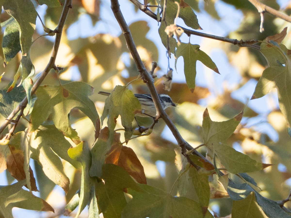 Black-throated Gray Warbler - ML642236002