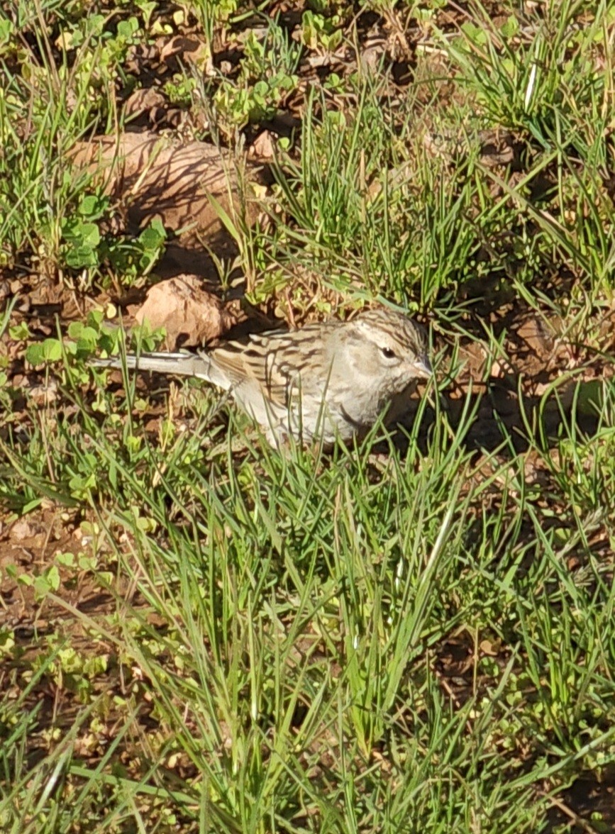 Brewer's Sparrow - ML642236011