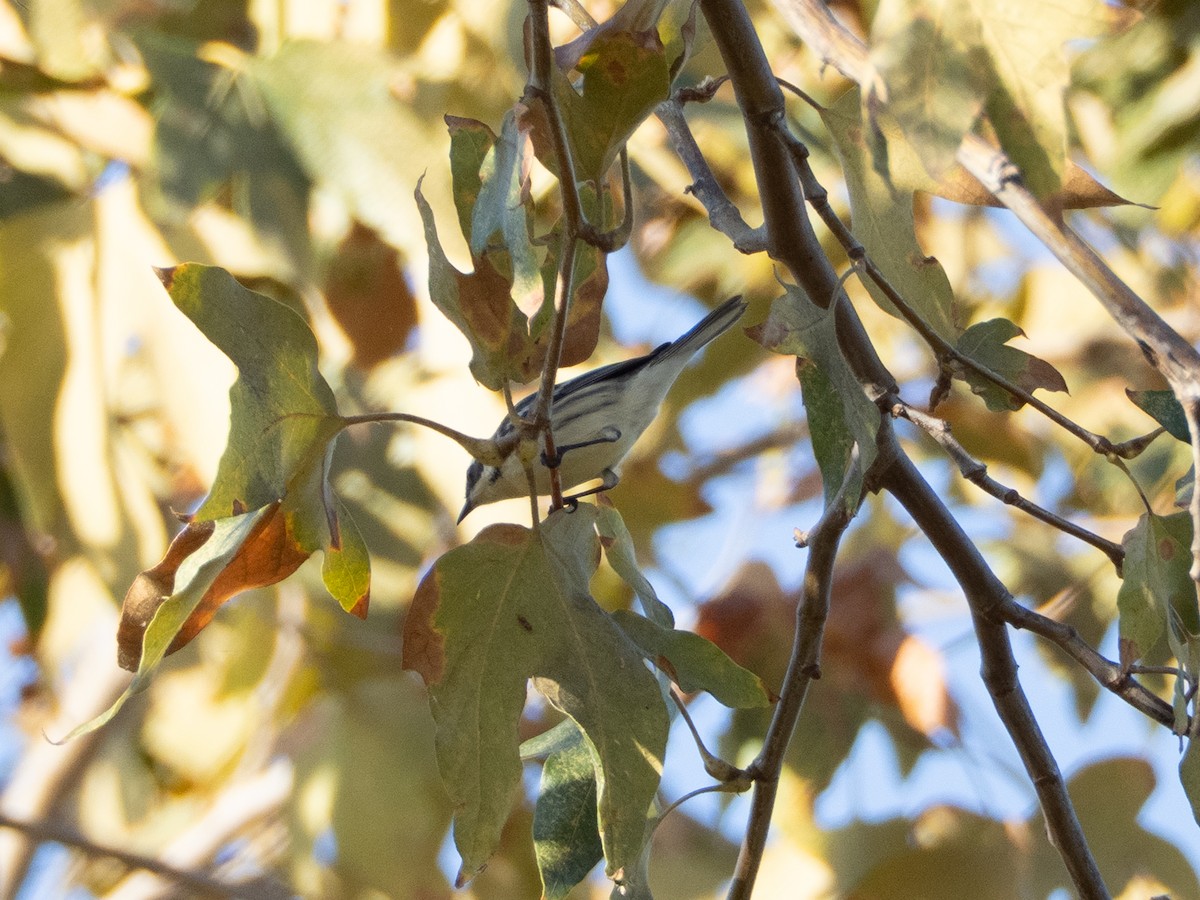 Black-throated Gray Warbler - ML642236018