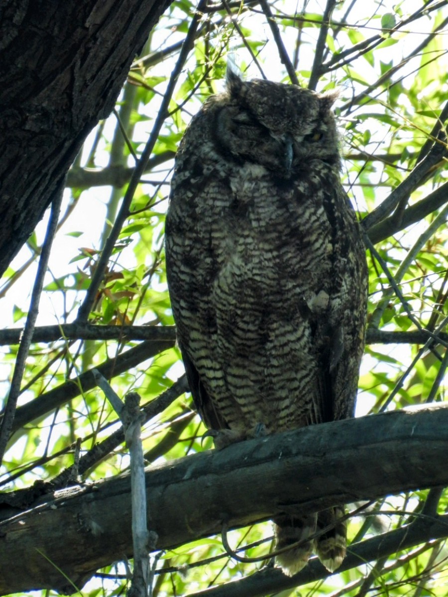 Lesser Horned Owl - ML642236019