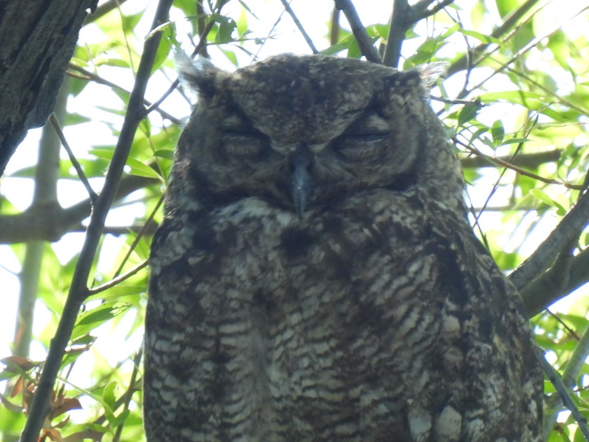 Lesser Horned Owl - ML642236020