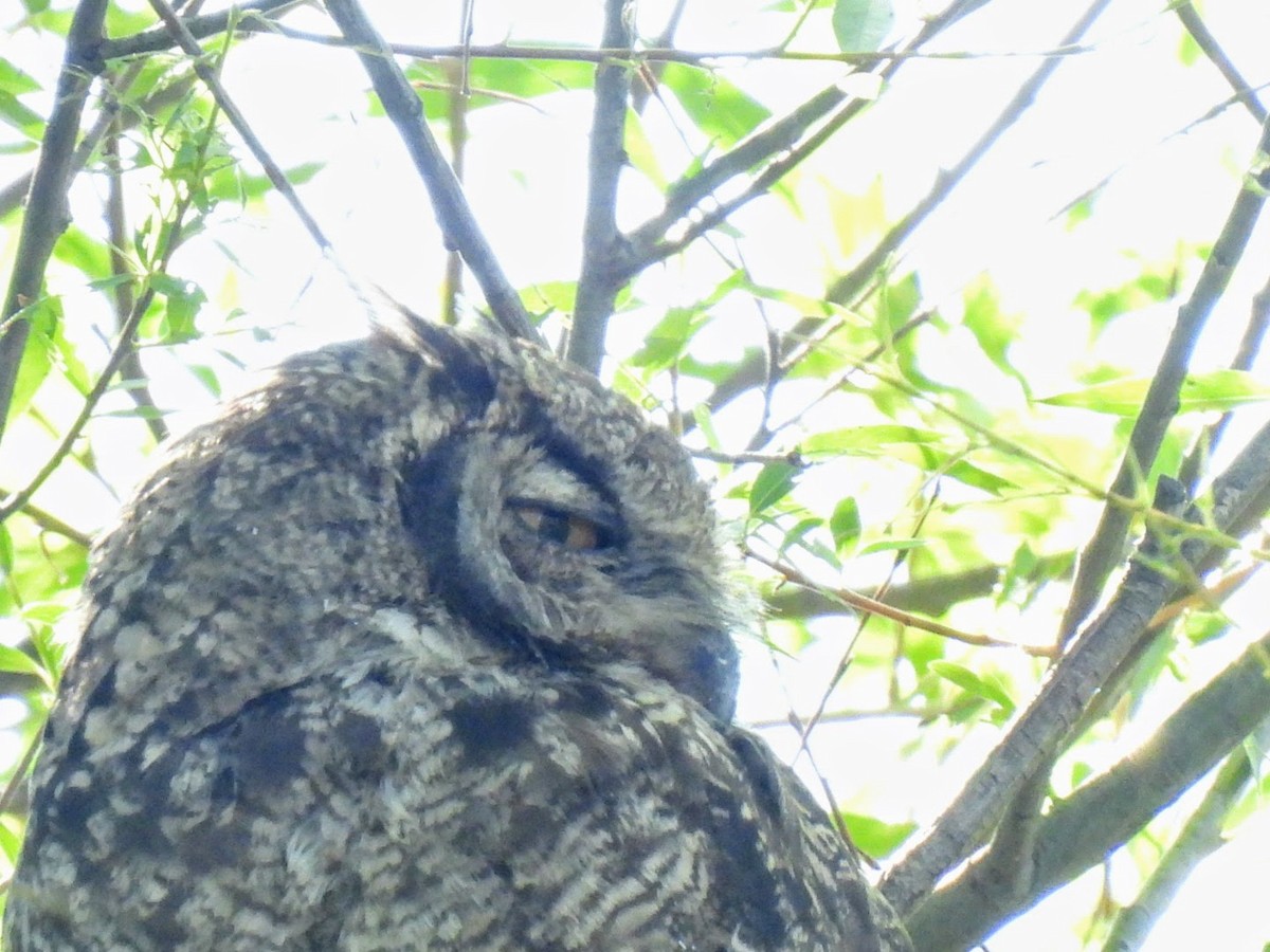 Lesser Horned Owl - ML642236022
