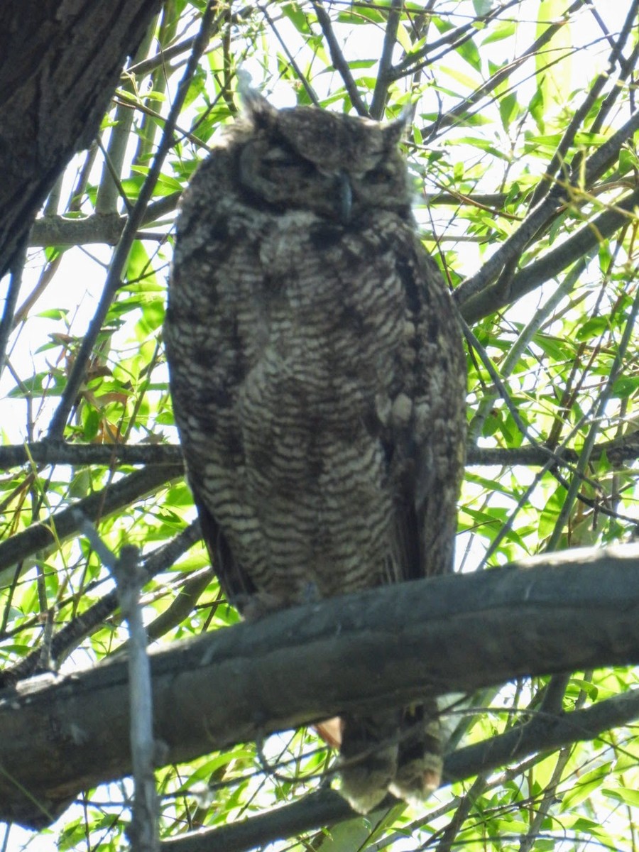 Lesser Horned Owl - ML642236023