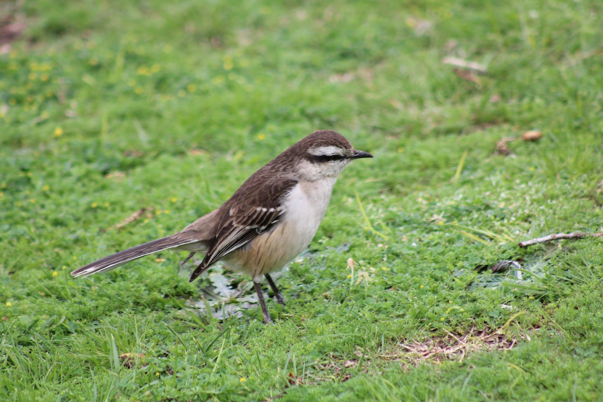Chalk-browed Mockingbird - ML642236044