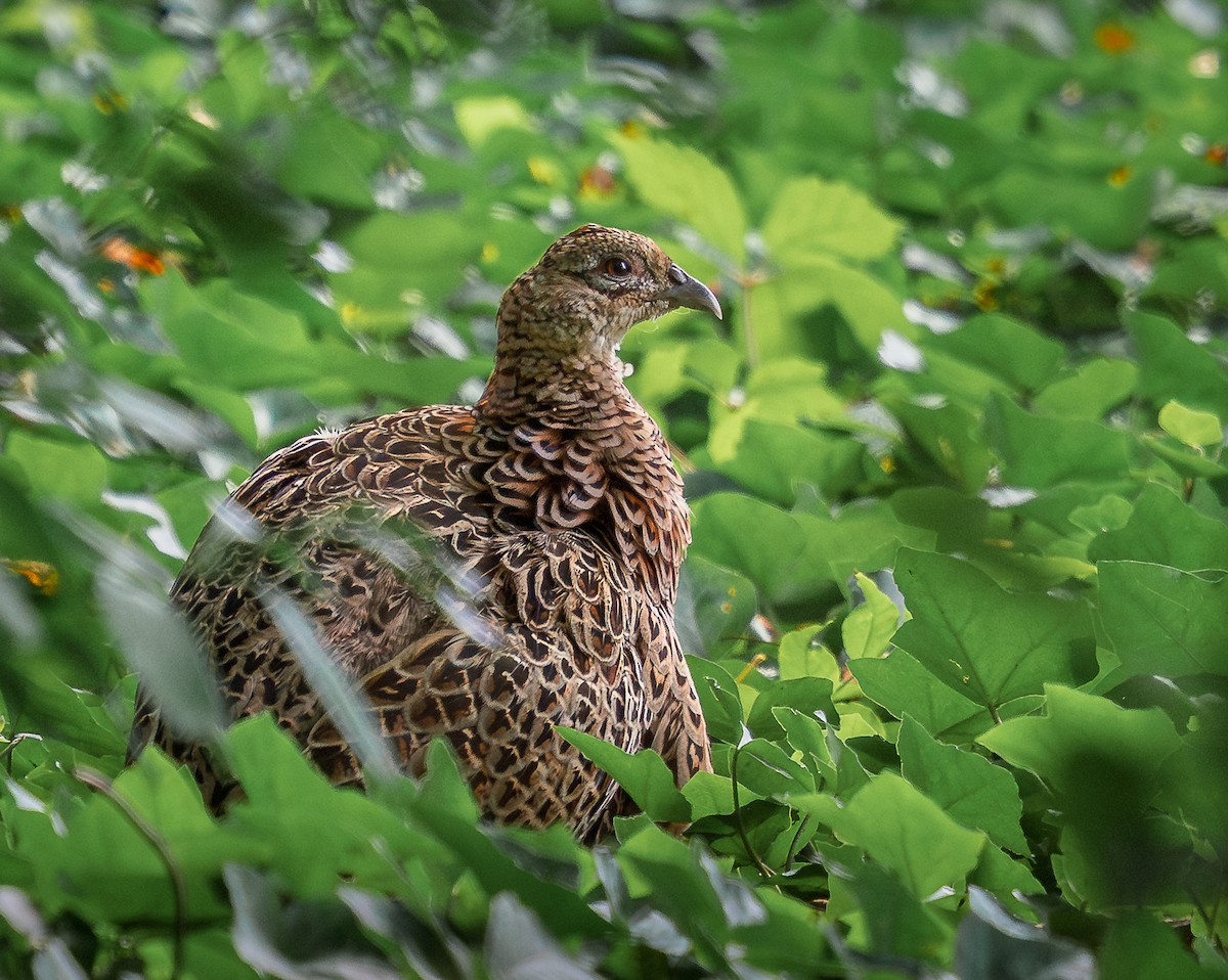 bažant obecný - ML642236071