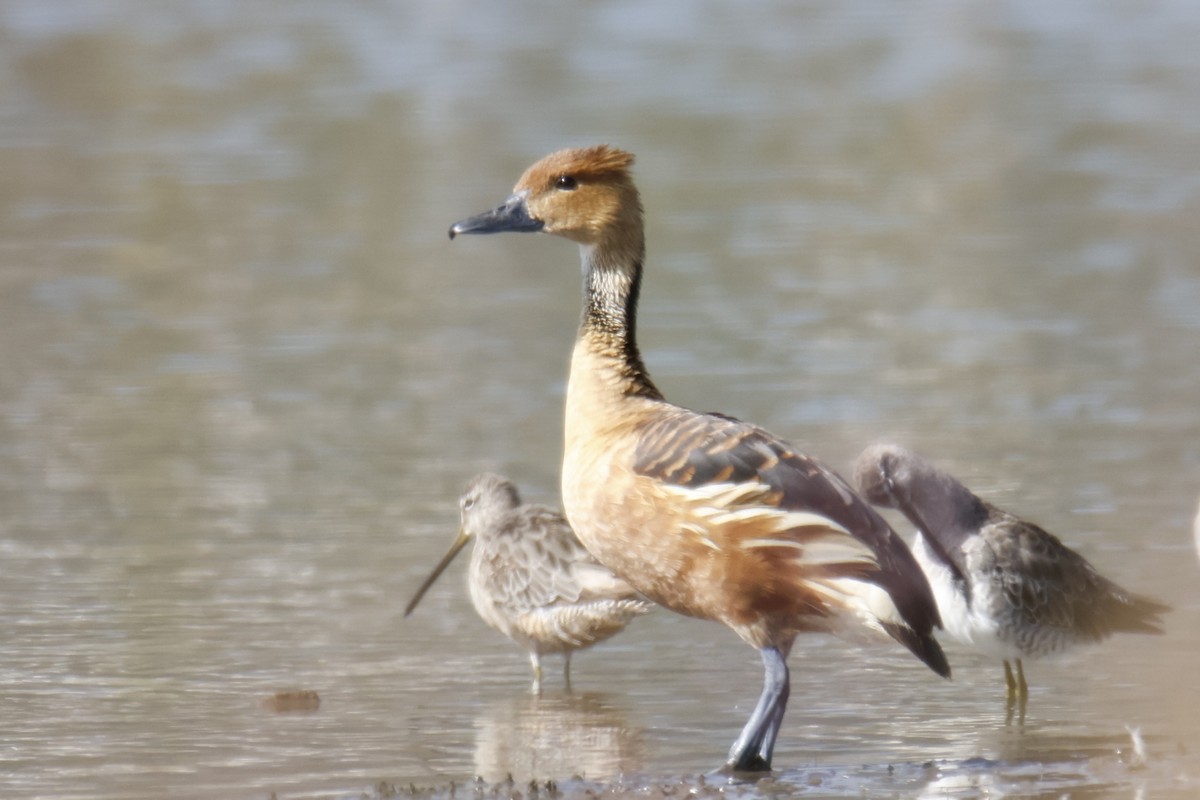 Fulvous Whistling-Duck - ML642236078