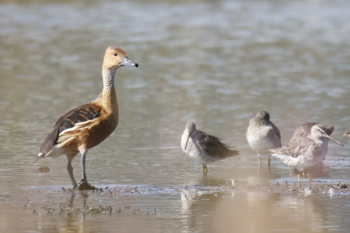 Fulvous Whistling-Duck - ML642236079