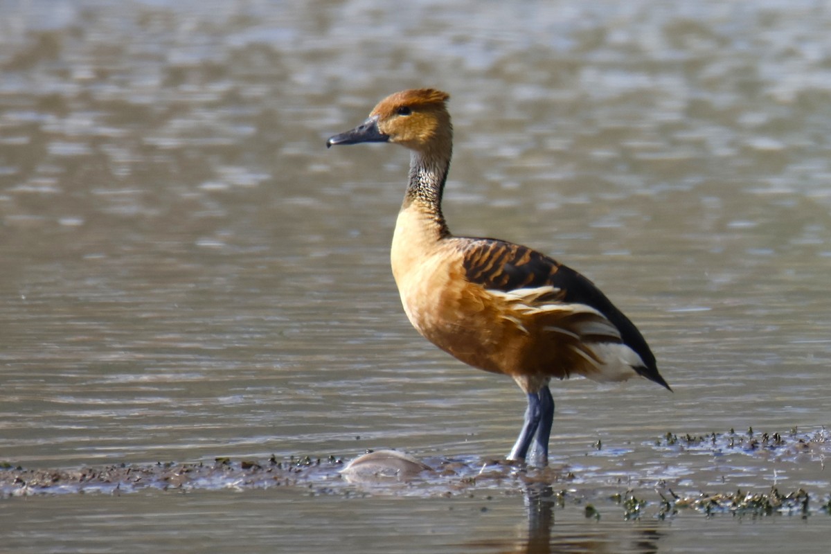 Fulvous Whistling-Duck - ML642236081