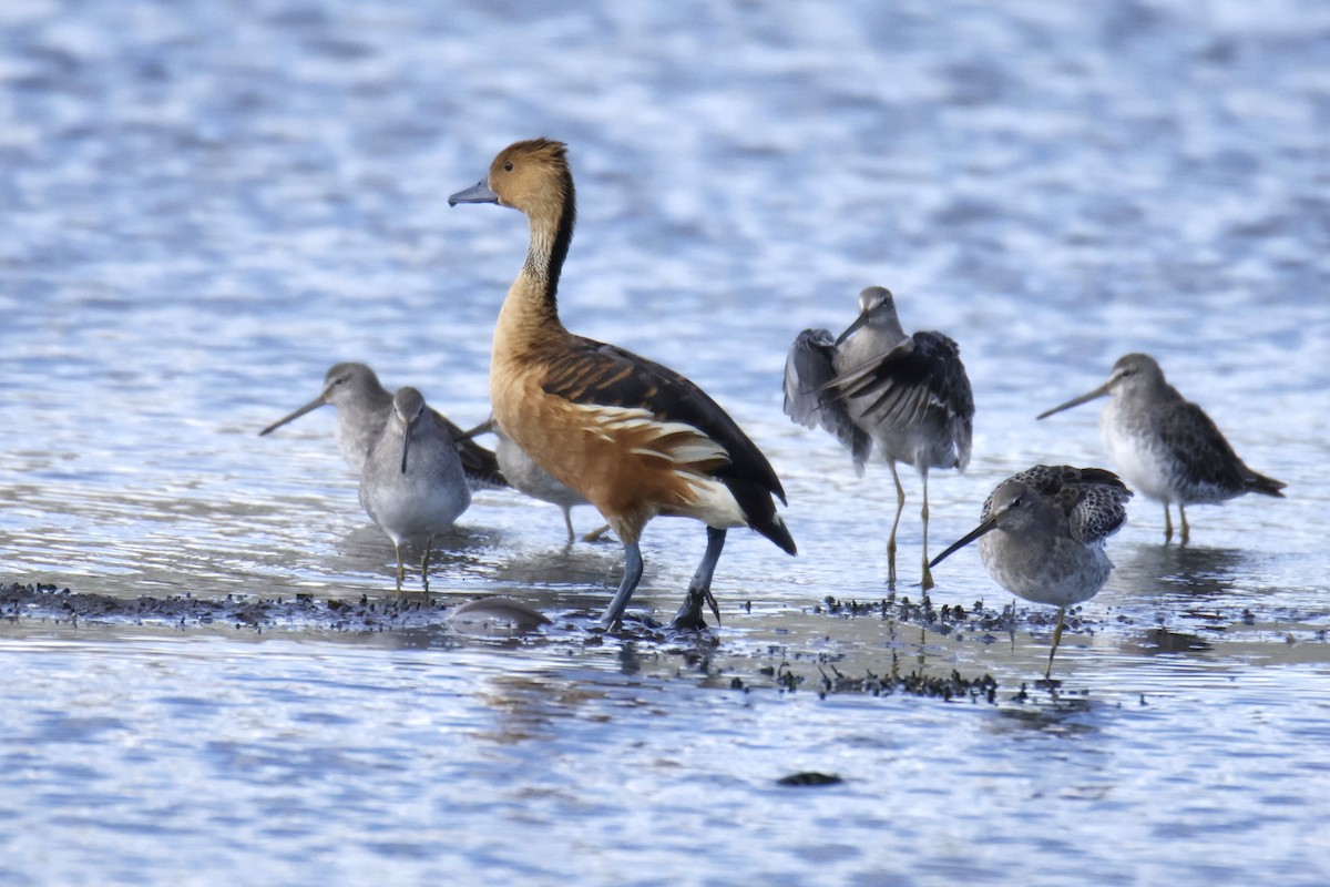 Fulvous Whistling-Duck - ML642236082