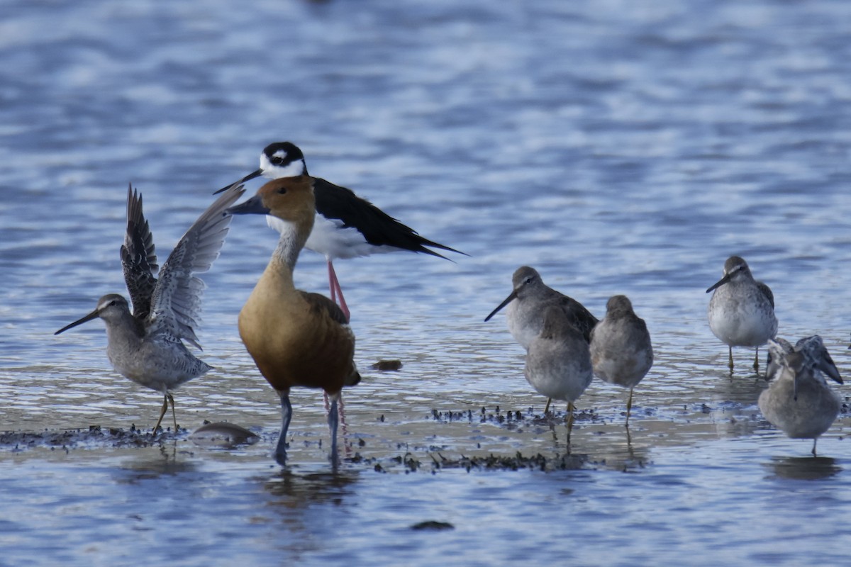 Fulvous Whistling-Duck - ML642236083